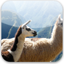 Animaux (Mammifères)